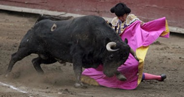 فى مصارعات الثيران الكل يخسر والدماء وحدها تسيطر..شاهد ماحدث فى بيرو