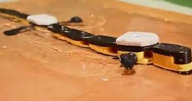 روبوت على شكل "السمندل" يساعد العلماء فى كشف أسرار الحبل الشوكى للفقاريات
