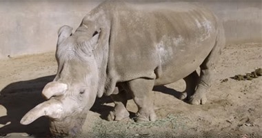 بالفيديو.. قصة وحيد القرن "نولا".. رحل عن عالمنا تاركًا من جنسه 3 فقط