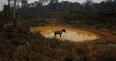 بالصور.. تدمير غابات الأمازون بالبرازيل يقفز 16% فى 2015