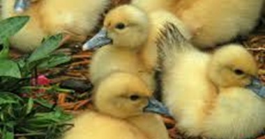 "الثروة الداجنة": حظر استيراد البط والرومى من فرنسا لظهور إنفلونزا الطيور