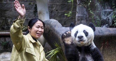 حديقة حيوان أتلانتا تنشئ موقعا الكترونيا لاختيار اسمين لتوأم باندا