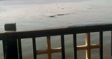 صحافة المواطن.. فيديو يظهر بقعة زيت فى نهر النيل بالمعادى
