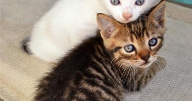 لمحبى الحيوانات.. 5 عادات ابتعد عنها مع القطط أهمها الضرب