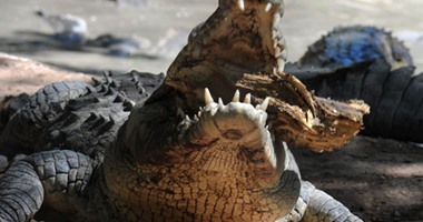 تمساح يقتل صحفيا من فايننشال تايمز فى سريلانكا