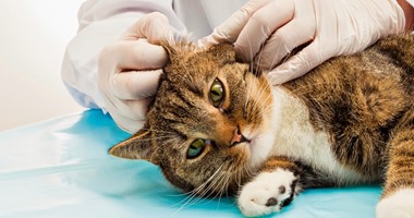 باحثون يستعينون بنتائج علاج القطط بالخلايا الجذعية لتطبيقها على الإنسان