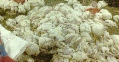 إعدام 7 آلاف دجاجة فى بؤرة لإنفلونزا الطيور بمزرعة فى الفيوم