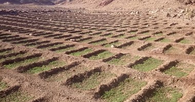 الأمم المتحدة: إنتاج الأفيون فى أفغانستان يسجل مستوى قياسيا هذا العام