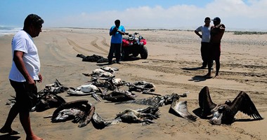 محافظة شمال سيناء تعلن ضوابط صيد الطيور المهاجرة