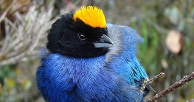 "العصفور" هو الطائر الأكثر شيوعا فى الحدائق الهولندية