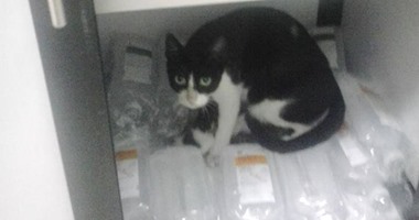 بالصور.. قطة تلد داخل دولاب أدوية بغرفة العناية المركزة بمستشفى كرموز