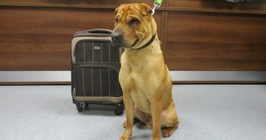 كلب يقف على محطة قطار مع حقيبة سفر بها كل متعلقاته