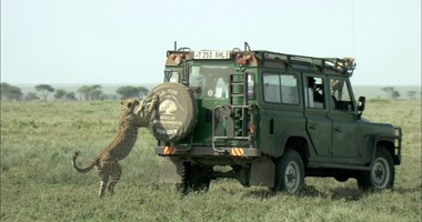 اضحك الصورة تطلع حلوة.. شعار الفهود فى غابات تنزانيا
