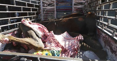 ضبط 133 كيلو لحم حمير مخصص لتغذية الحيوانات فى سيرك غير صالحه للاستهلاك الحيوانى