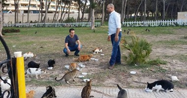 بالصور.. متطوعون يقدمون 500 وجبة للقطط بالإسكندرية