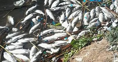 صحافة المواطن:أسماك تطفو على جوانب النيل نتيجة تسمم المياه بإحدى قرى كفر الشيخ