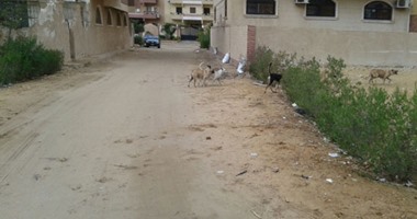 صحافة المواطن.. قارئ يشكو من انتشار الكلاب الضالة بشوارع 6 أكتوبر