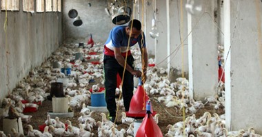 "الزراعة" تعلن عن نظام جديد لتتبع الأمراض التى تصيب الدواجن فى مصر