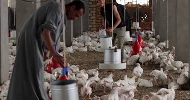 الطب البيطرى بالمنيا: إغلاق 21 مزرعة دواجن لرفض أصحابها تحصين الطيور