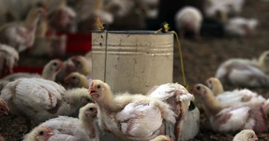"الزراعة":9 ضوابط لمواجهة مرض أنفلونزا الطيور فى التربية المنزلية