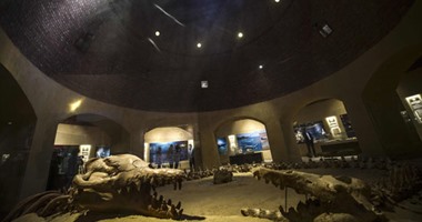 وادى الحيتان يفوز بدرع "الدولى للمتاحف" لأفضل عرض متحفى فى مصر