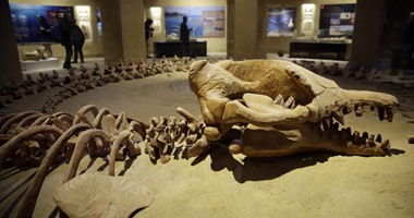 دايلى ميل: متحف الحفريات سيرفع معدلات السياحة فى مصر
