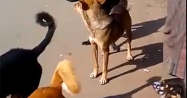 بالفيديو .. كلاب ضالة تهدد المواطنين بشوارع التجمع الخامس