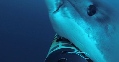 علماء يبتكرون كاميرا ذكية لدراسة سلوكيات أسماك القرش
