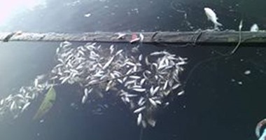 صحافة المواطن.. قارئ يشارك بصور جديدة ترصد لأسماك نافقة بنهر النيل فى البحيرة