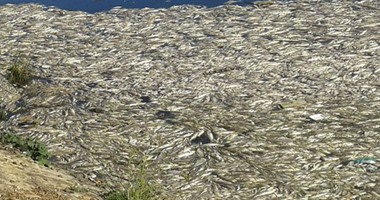 الصحة تكشف أسباب نفوق الأسماك بكفر الشيخ والبحيرة