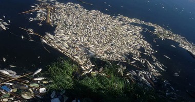 نفوق كميات كبيرة من الأسماك بنهر النيل أمام قرية الفرستق بالغربية