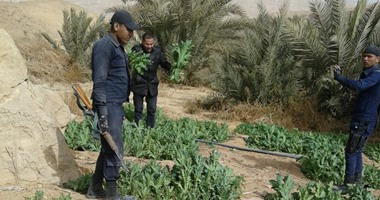  ضبط مزرعتين للأفيون والبانجو بمساحة 5 أفدنة فى أبوزنيمة بجنوب سيناء