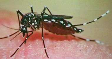 صحافة المواطن:قارئ يطالب بمكافحة الملاريا بسبب انتشار البعوض فى إدفو بأسوان