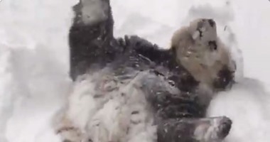 بالفيديو.. باندا يلهو بالثلج فى واشنطن والأمريكيون يردون بتقليده
