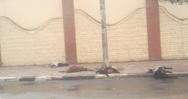 نفوق 4 أغنام بسبب ماس كهربائى بعمود إنارة بالقرب من محافظة الفيوم