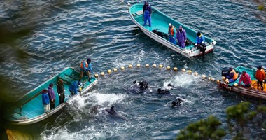 أنونيموس يعلن مسئوليته عن اختراق موقع مطار طوكيو احتجاجا على صيد الدلافين