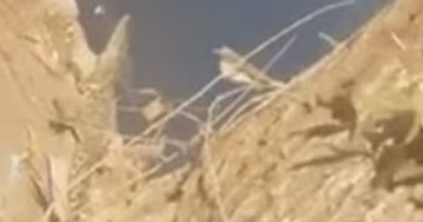 بالفيديو.. "البيئة" تطارد تمساحا بطول 30 سم فى ترعة الإسماعيلية بمسطرد