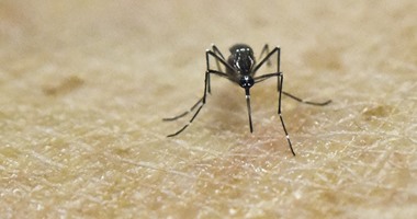 خبراء يحذرون من تحول فيروس "زيكا" إلى وباء بعد انتقاله للبعوض