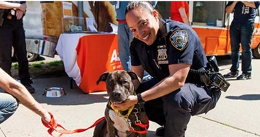 شرطة نيويورك تخصص وحدة لحماية الحيوانات من الإعتداء 