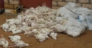 اليابان تأمر بإعدام أعداد من الدجاج فى ثالث ظهور لانفلونزا الطيور خلال أسبوع