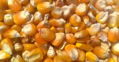 صور.. الزراعة تضبط 60 ألف طن من الذرة الصفراء غير صالحة للاستخدام