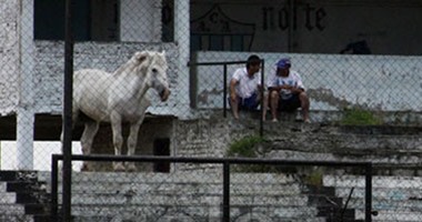كوميديا كرة القدم.. حصان يتواجد فى المدرجات ويتابع مباراة ودية بالأرجنتين