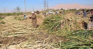 زراعة سوهاج: 14 ألف فدان جملة المساحة المنزرعة من محصول قصب السكر