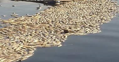 بالصور.. ظهور أسماك نافقة بنهر النيل فى كفر الشيخ