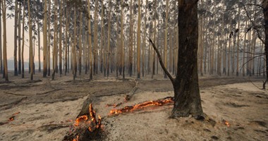 فقدان 3 أشخاص فى حريق للغابات دمر 100 منزل فى غرب أستراليا