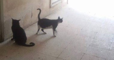 بالصور.. قطط وآسرة متهالكة وغياب العاملين بمستشفى أولاد صقر بالشرقية