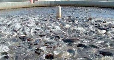 رئيس مدينة بنى عبيد عن ضبط مزرعة"سمك قراميط مخالفة: تتغذى على حيوانات ميتة