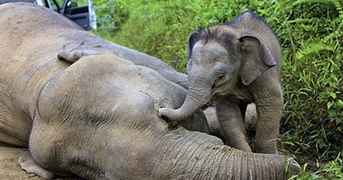 السيدة الأولى فى كينيا تتبنى فيلا حفاظا عليه من الانقراض