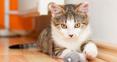 5 خطوات لتجعل بيتك جاهزًا لاستقبال قطة