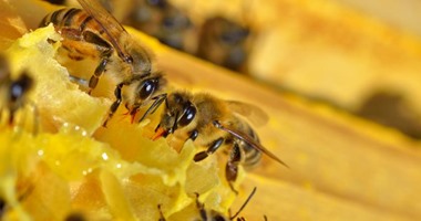 عسل النحل يعمل على مكافحة العدوى